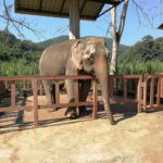 an adult elephant in an enclosure