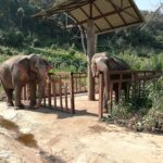 two elephants
