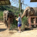 two elephants being fed by a woman