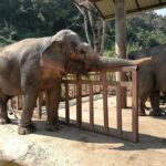 elephant with its trunk stretched out