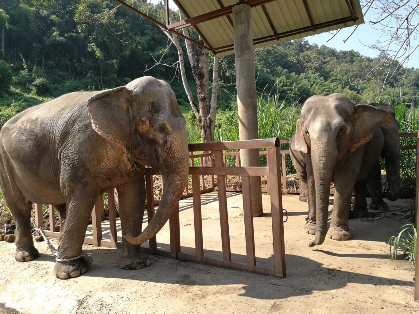 two juvenile elephants