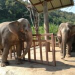 two juvenile elephants