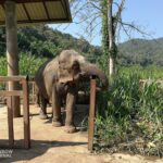 elephant with trunks on a railing