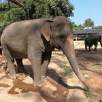 an elephant