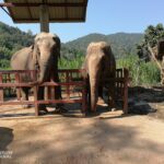 two elephants in an enclosure