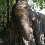 an elephant scratching its hide on a tree