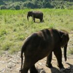 an adult and baby elephant in a field of grass