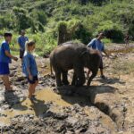 an elephant being given a mud bath by a group of people