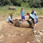 an elephant being given a mud bath by a group of people
