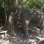 an elephant scratching its hide on a tree