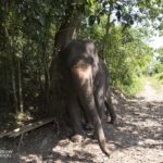 an elephant scratching its hide on a tree