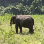 an adult elephant in a field of grass
