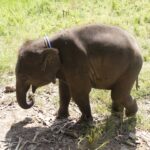 a baby elephant in a field of grass