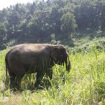 an adult elephant in a field of grass