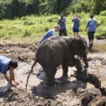 an elephant being given a mud bath by a group of people