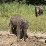 an adult and baby elephant in a field of grass