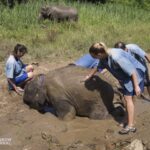 an elephant being given a mud bath by a group of people