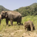an adult and baby elephant in a field of grass
