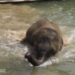 a baby elephant submerged in water