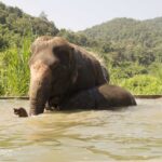 elephants taking a bath in a makeshift pool