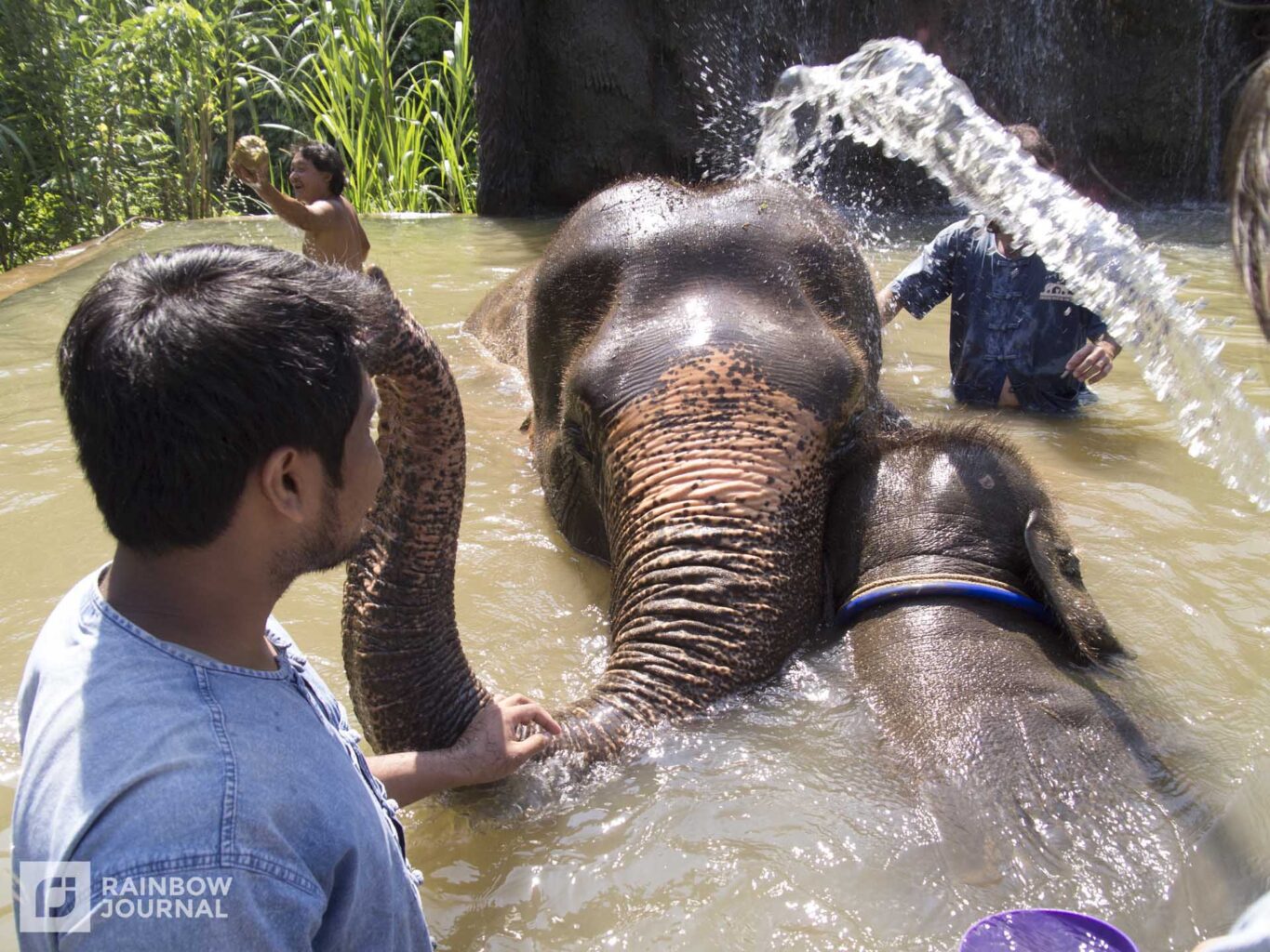 elephants taking a bath in a makeshift pool