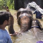 elephants taking a bath in a makeshift pool